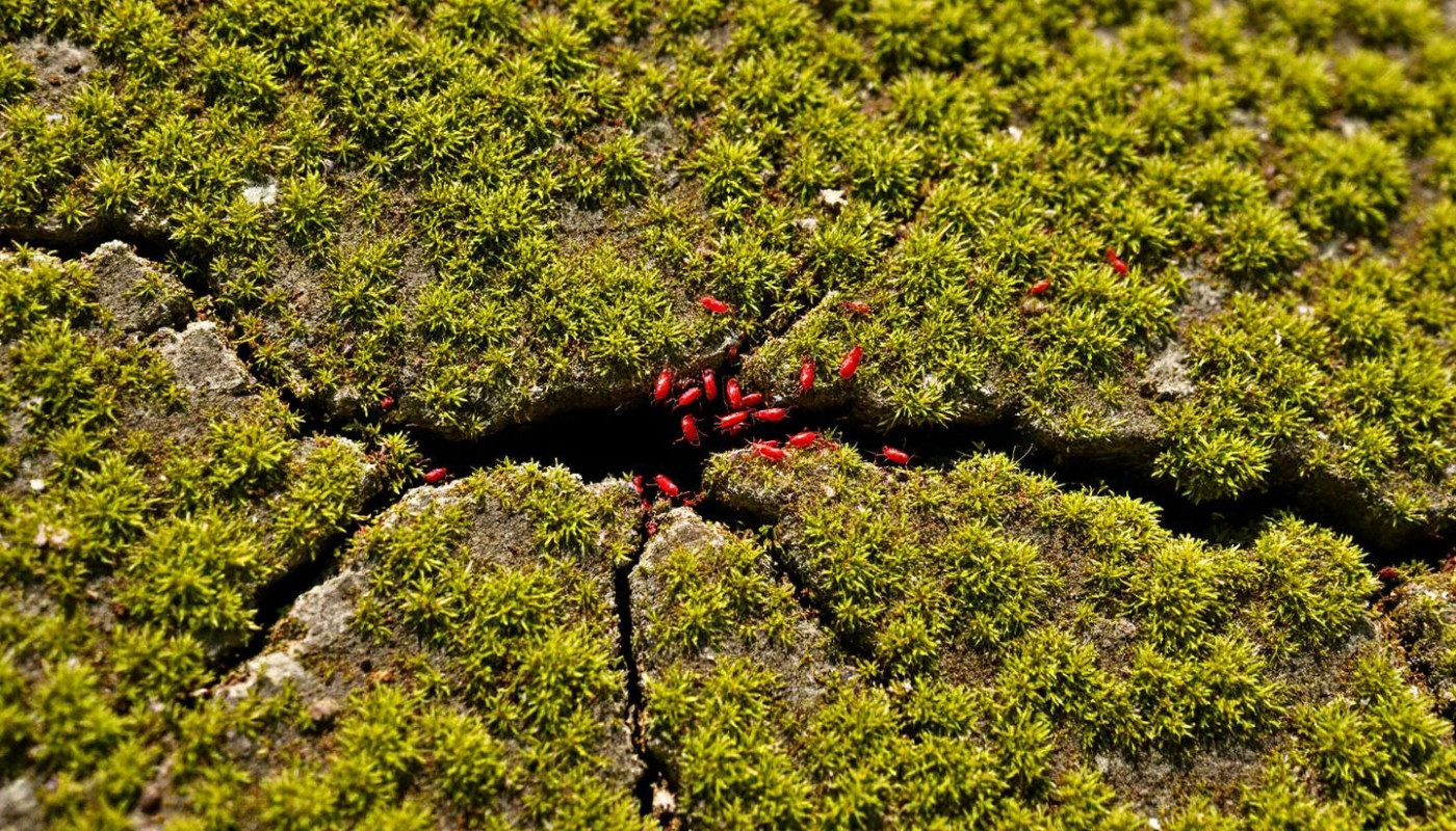 Techniques écologiques pour protéger le béton des acariens rouges